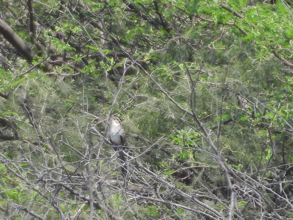 Géocoucou tacheté - ML646453002