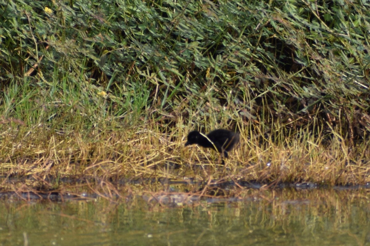 Râle à poitrine blanche - ML646453003