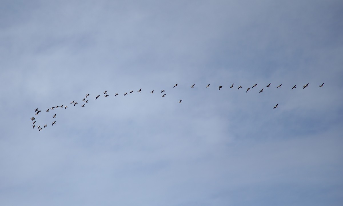 Bernache du Canada - ML646453004