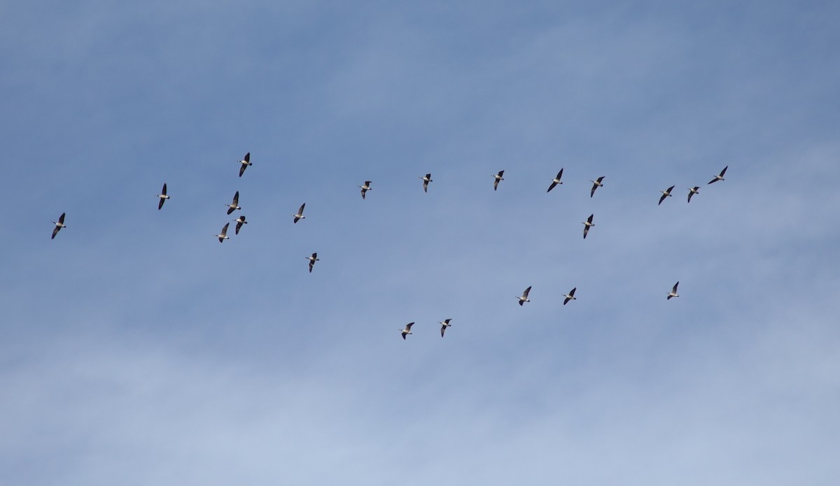 Bernache du Canada - ML646453005