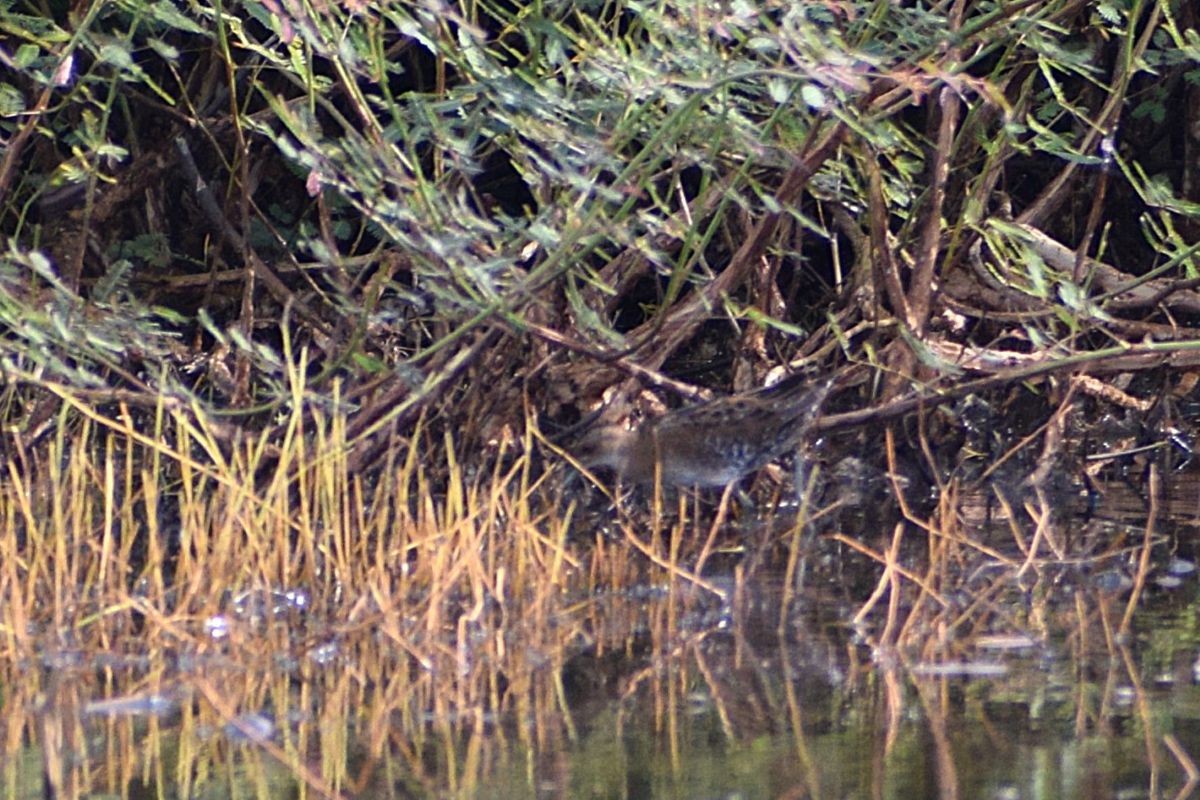 Marouette de Baillon - ML646453006