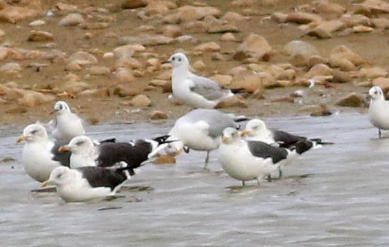 racek středomořský - ML646453010