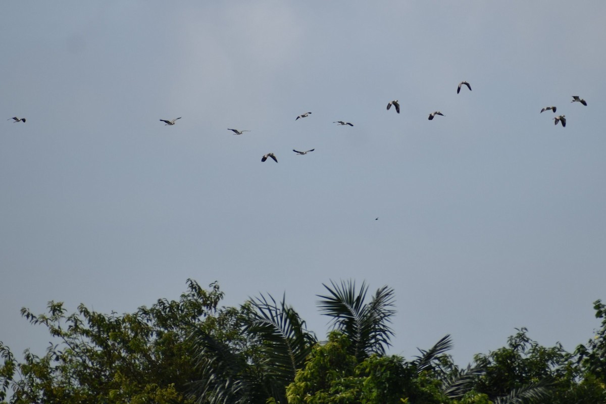 Vanneau soldat - ML646453011