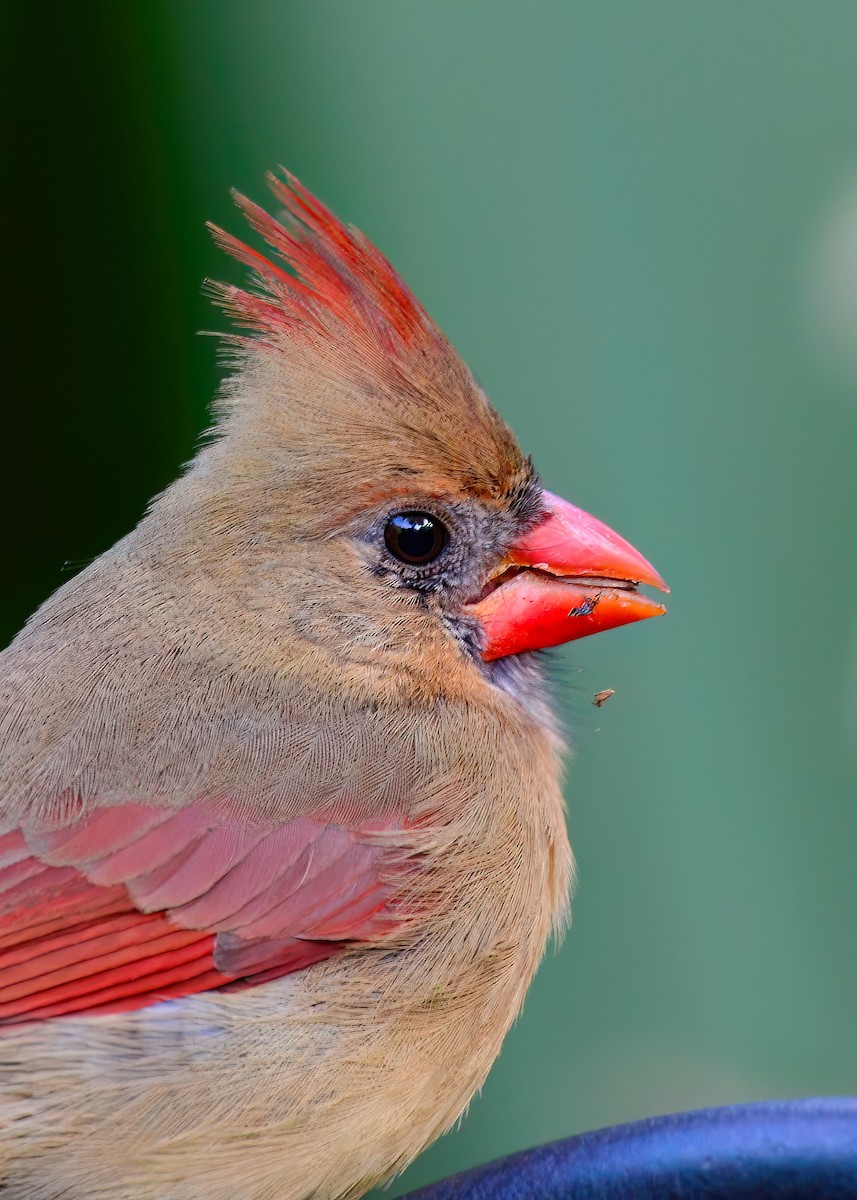 Cardinal rouge - ML646453012