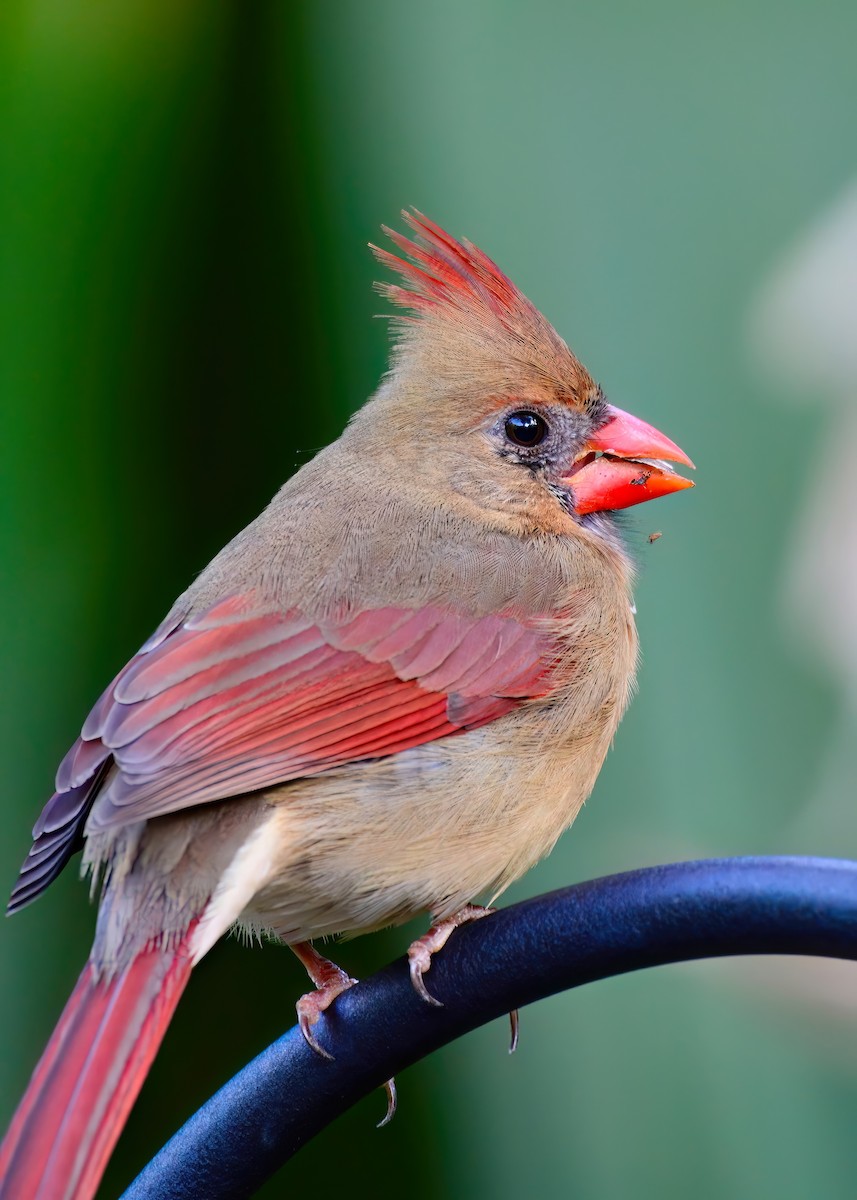 Cardinal rouge - ML646453013