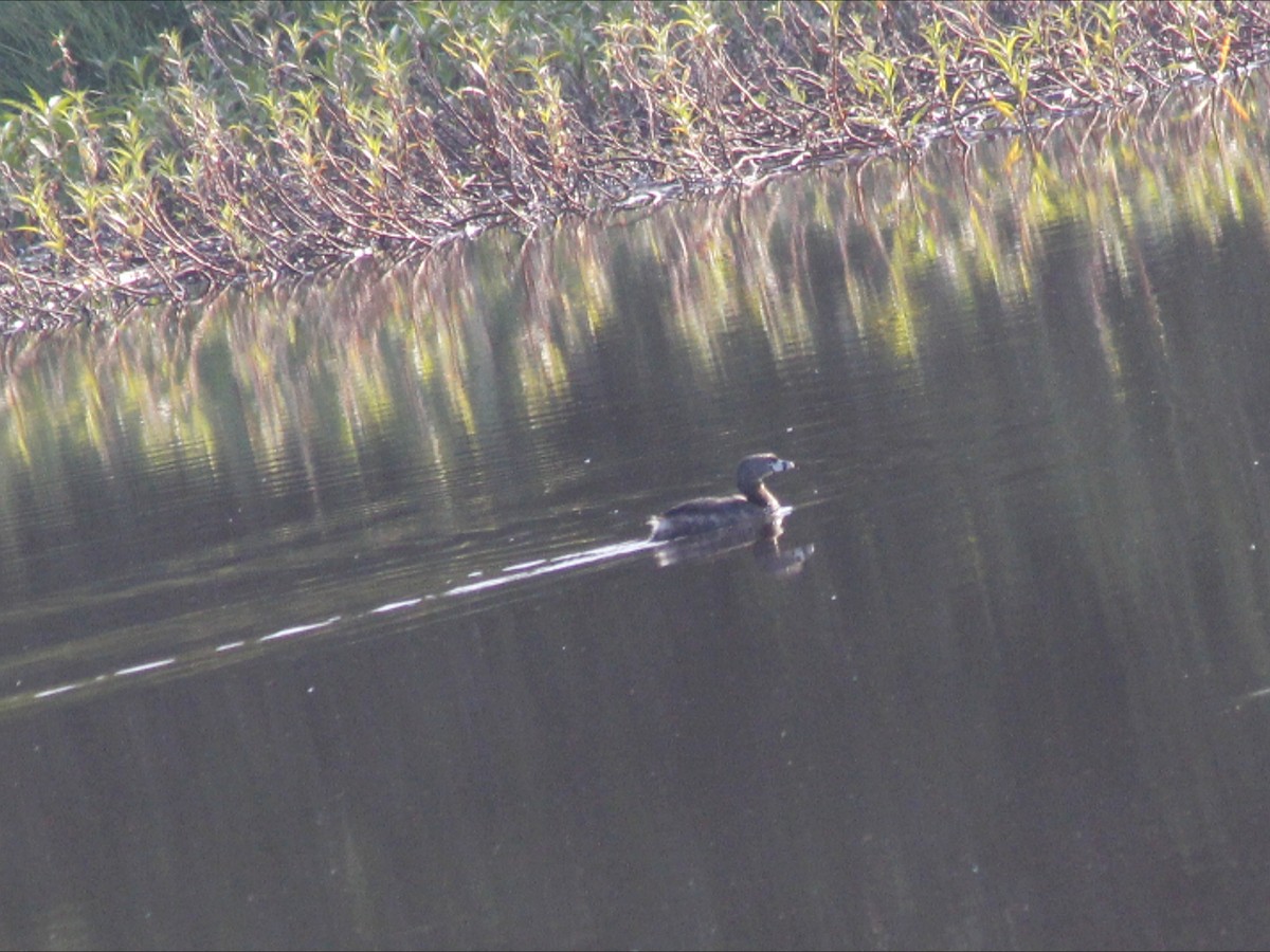 Grèbe à bec bigarré - ML646453014