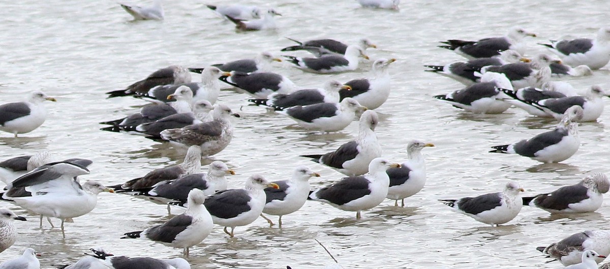 Goéland brun - ML646453015