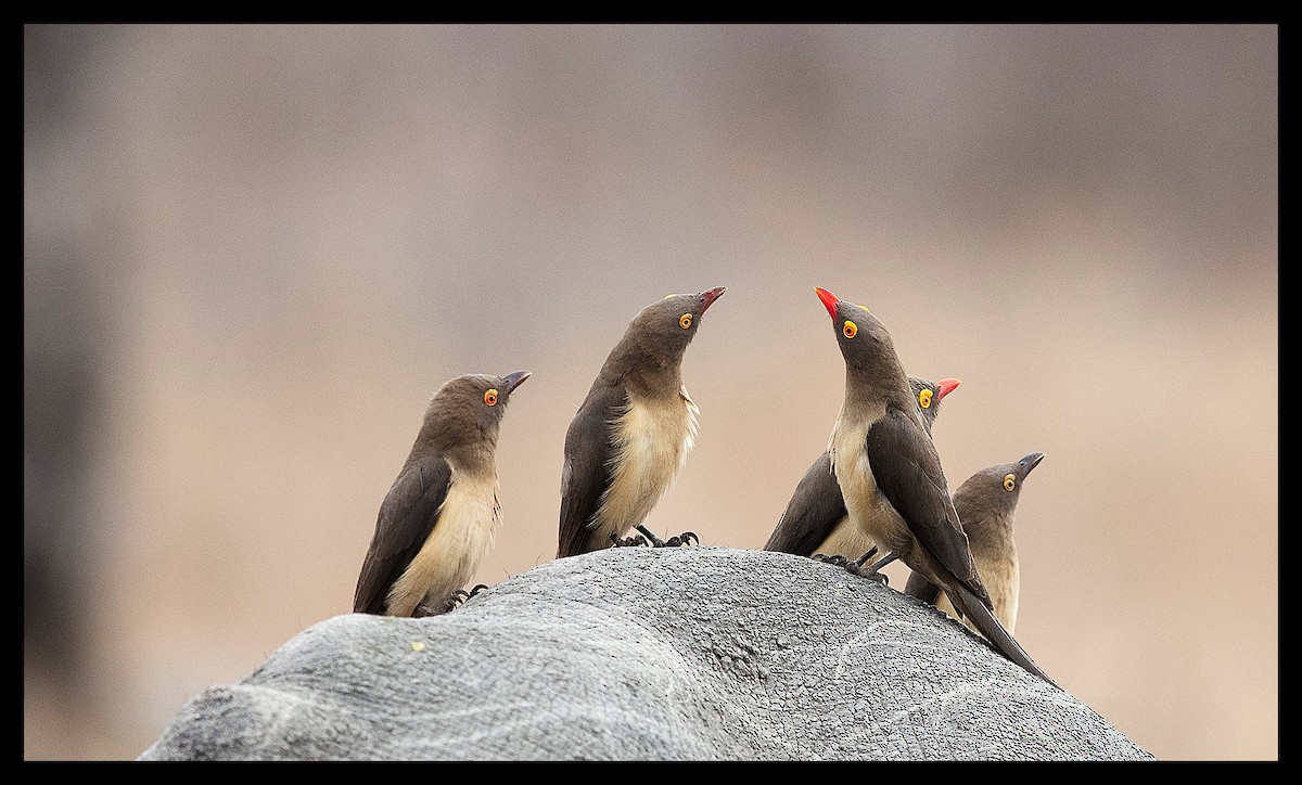 Piqueboeuf à bec rouge - ML646453016
