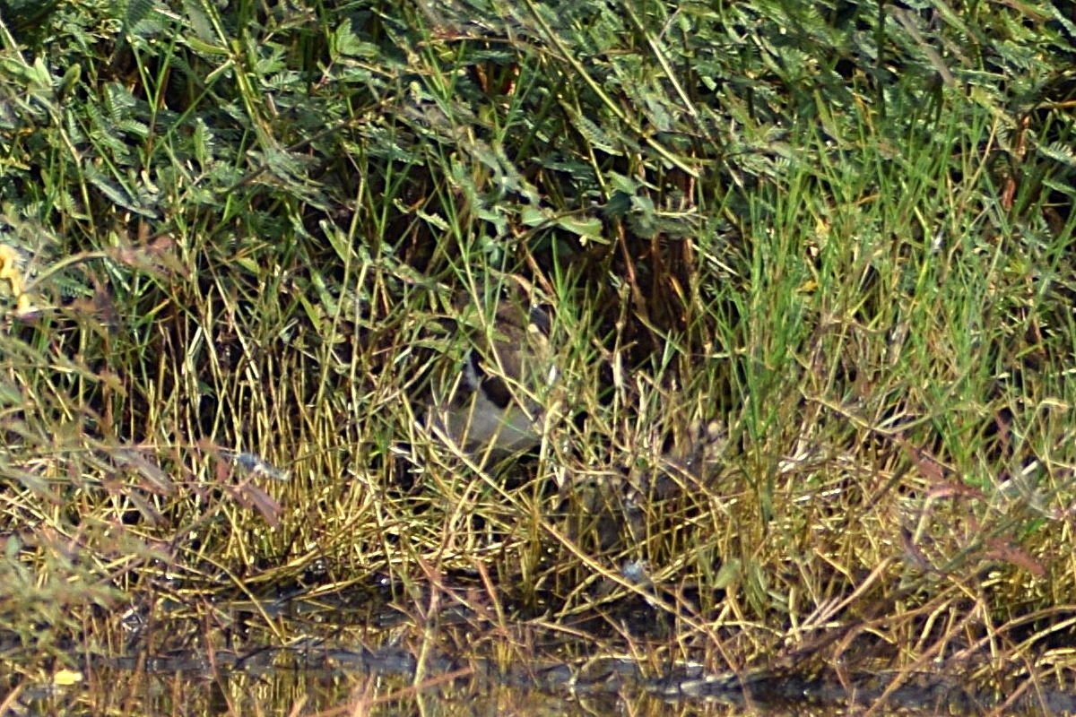 Rhynchée peinte - ML646453019