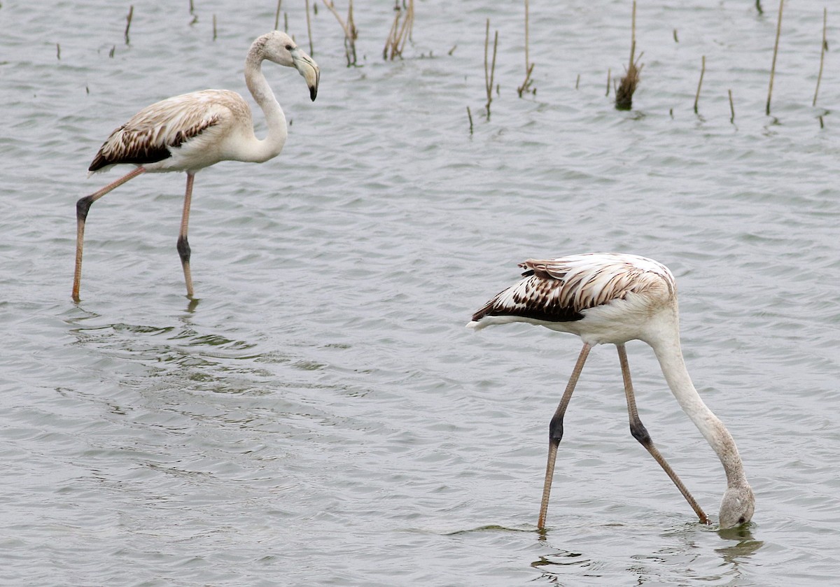 Flamant rose - ML646453022