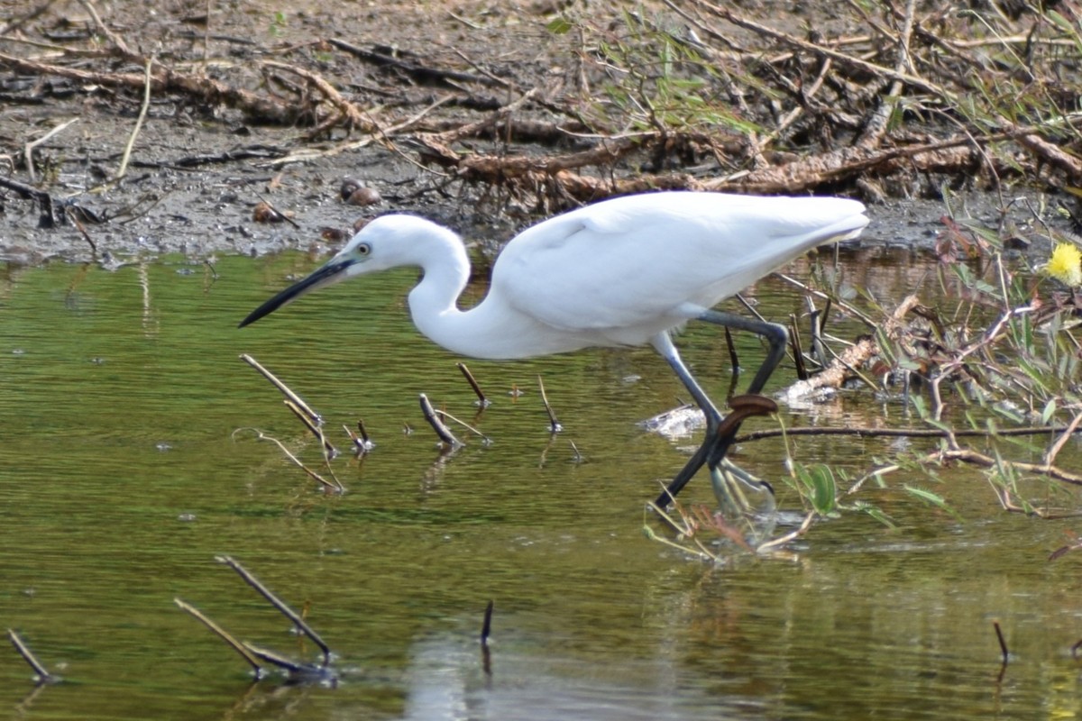 Aigrette garzette - ML646453025