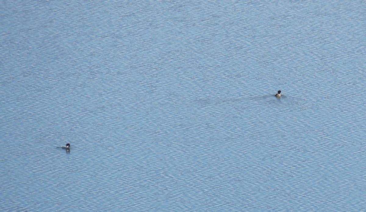 Grèbe huppé - ML646453029