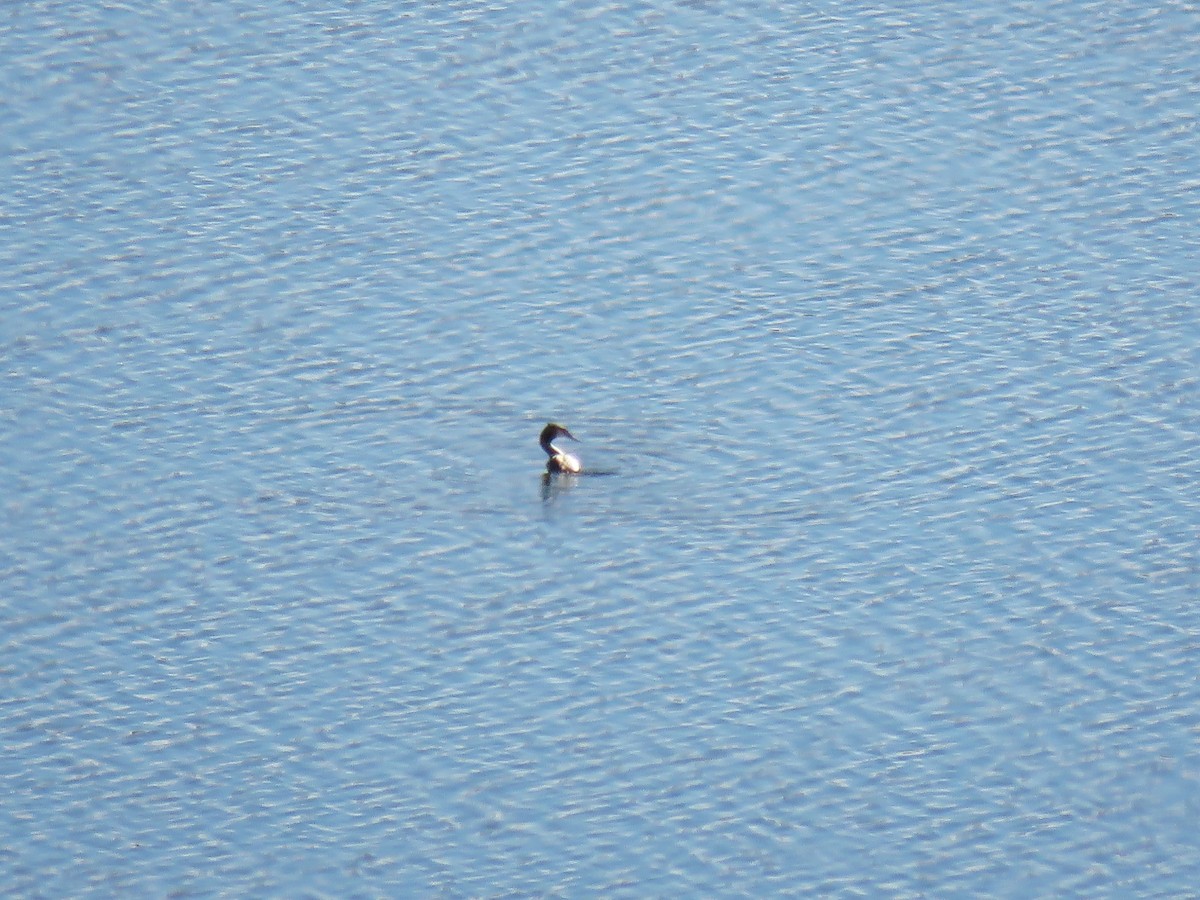 Grèbe huppé - ML646453030