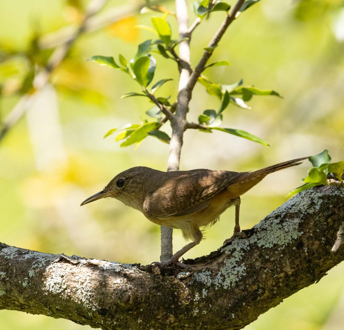 Troglodyte austral - ML646453031