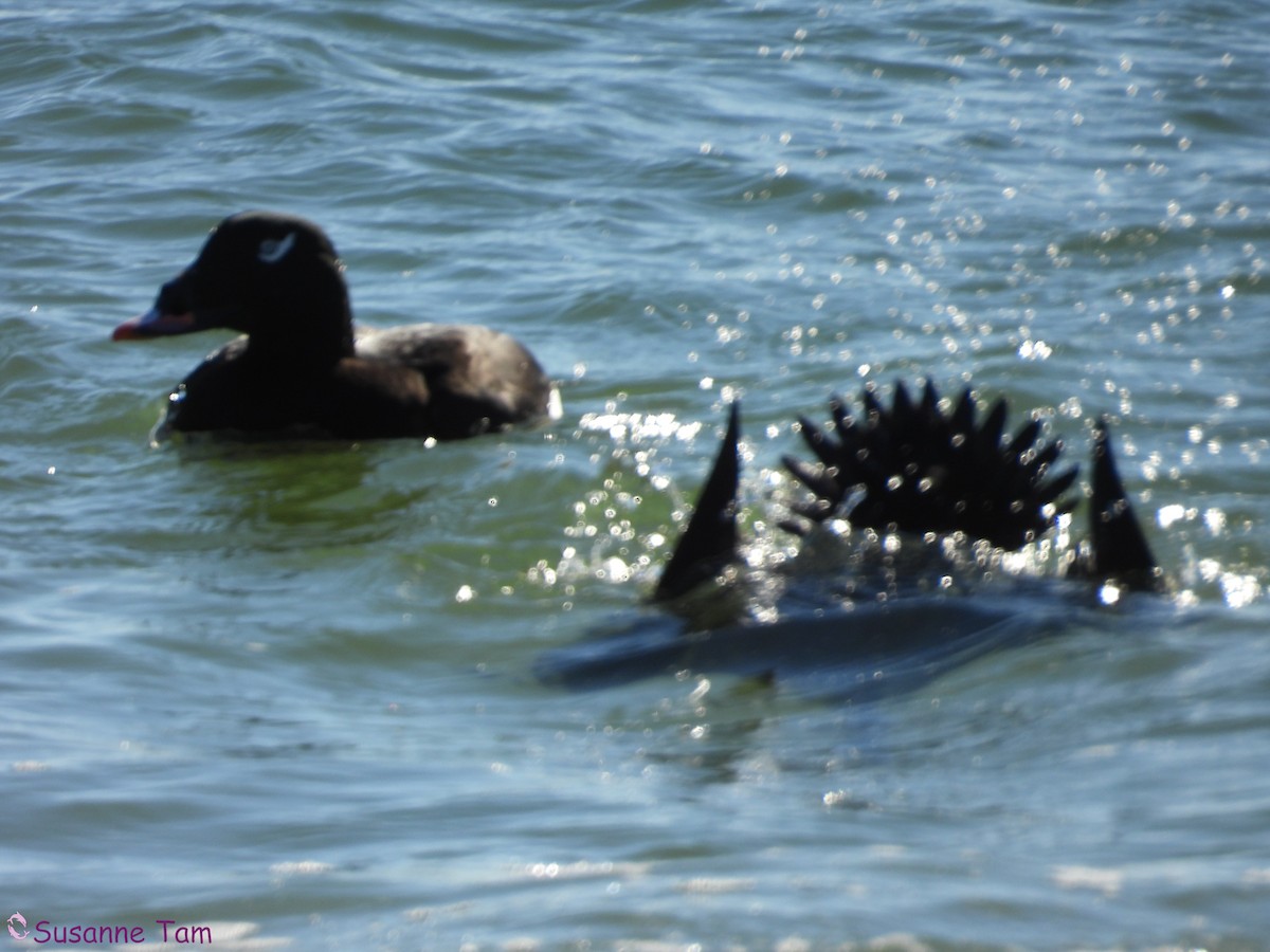 Macreuse à ailes blanches - ML646453032