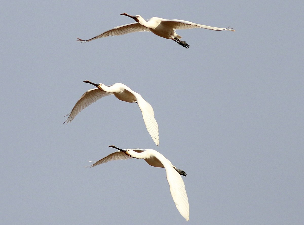 kolpík bílý - ML646453034