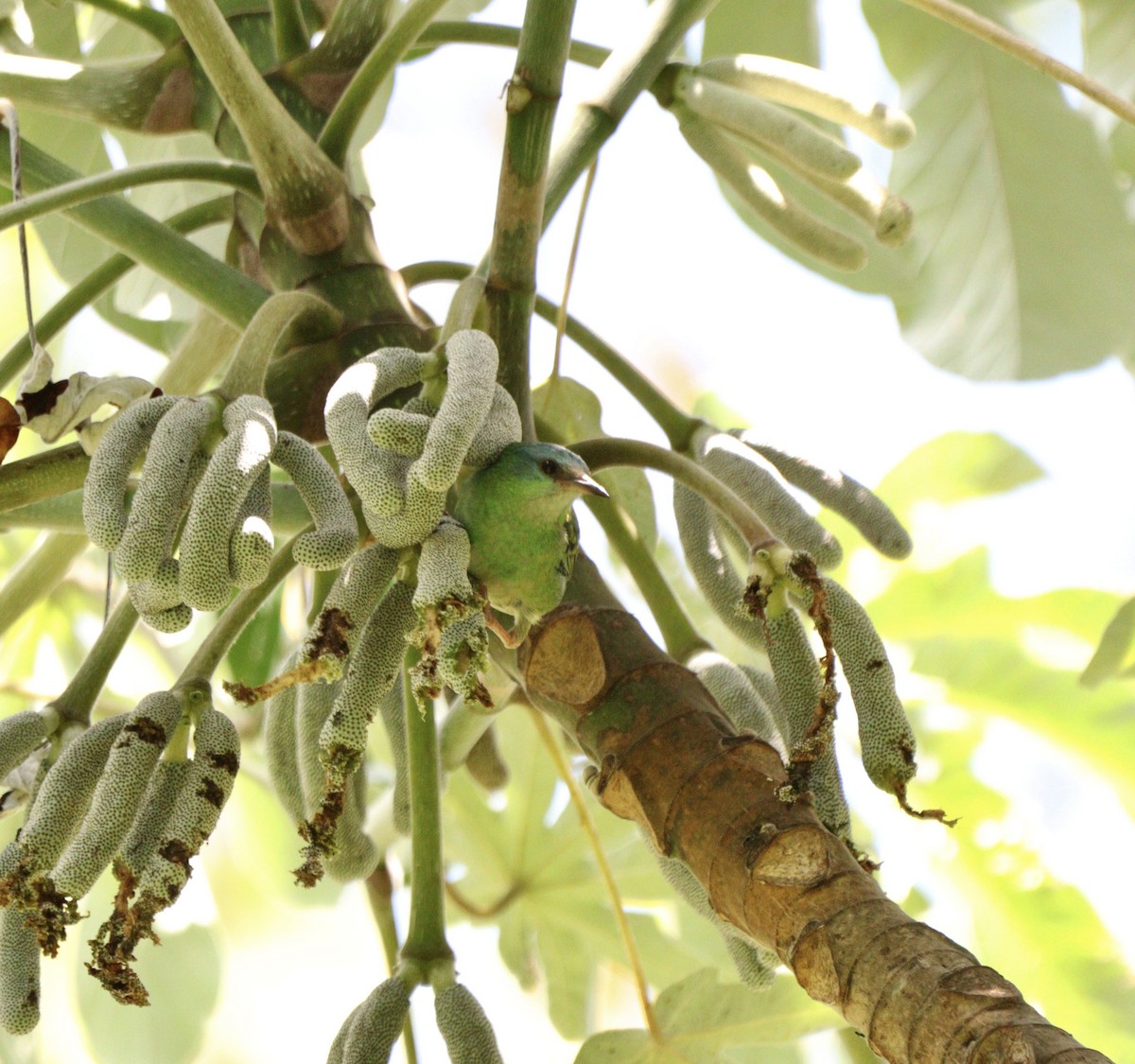 Dacnis bleu - ML646453035