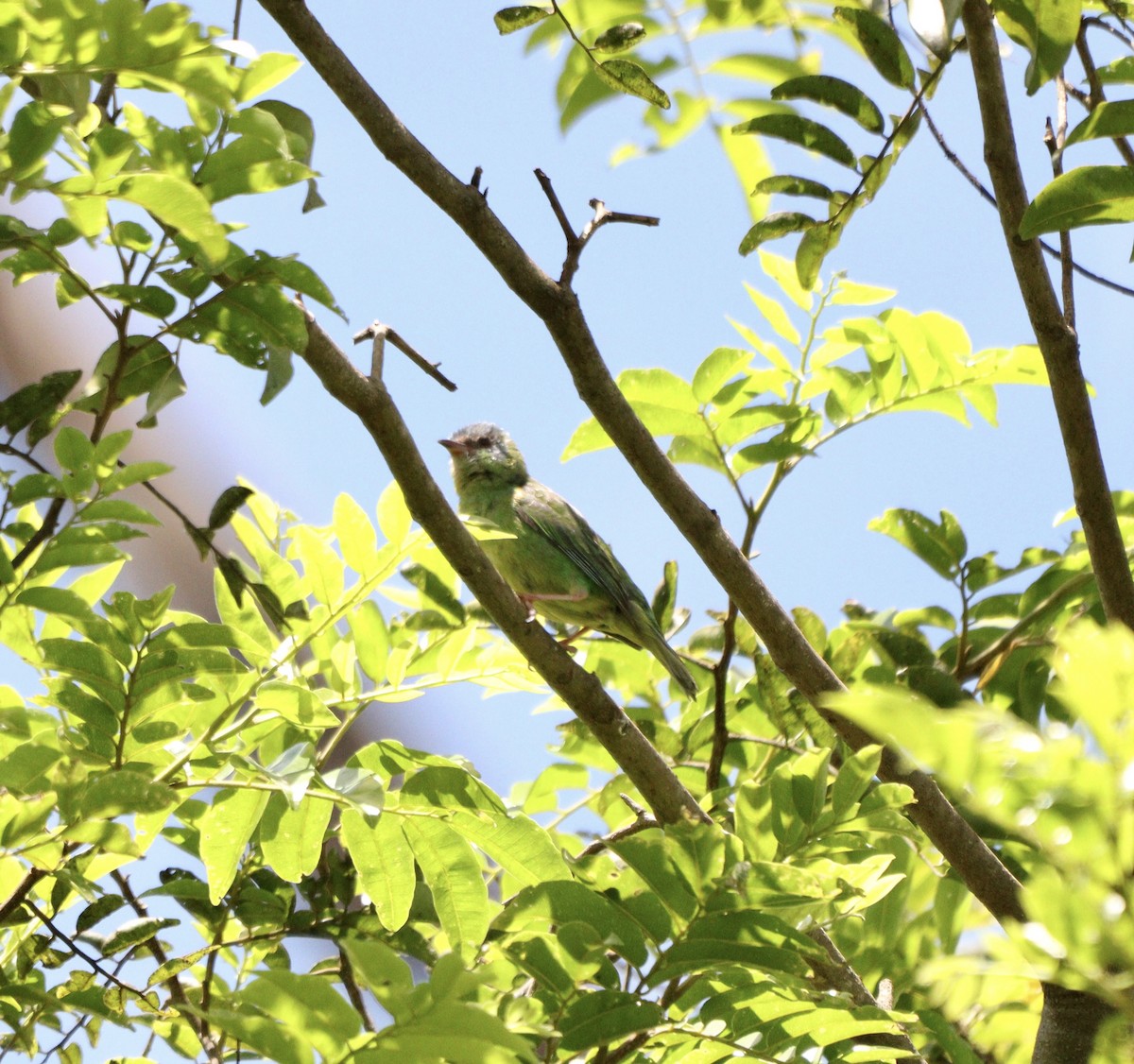 Dacnis bleu - ML646453036