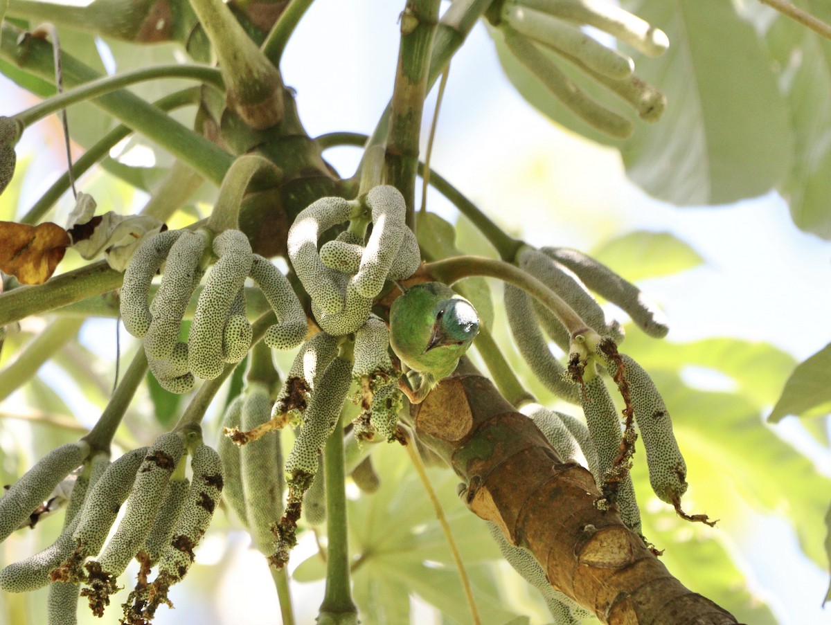 Dacnis bleu - ML646453037