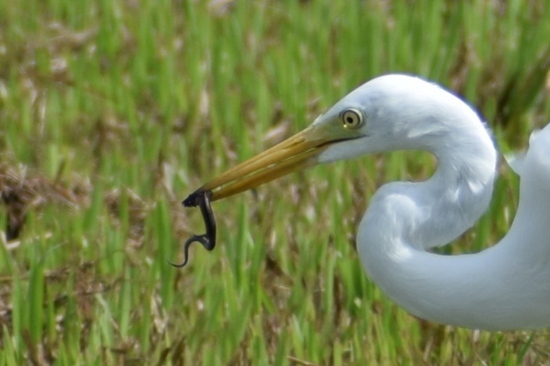 Héron intermédiaire - ML646453039