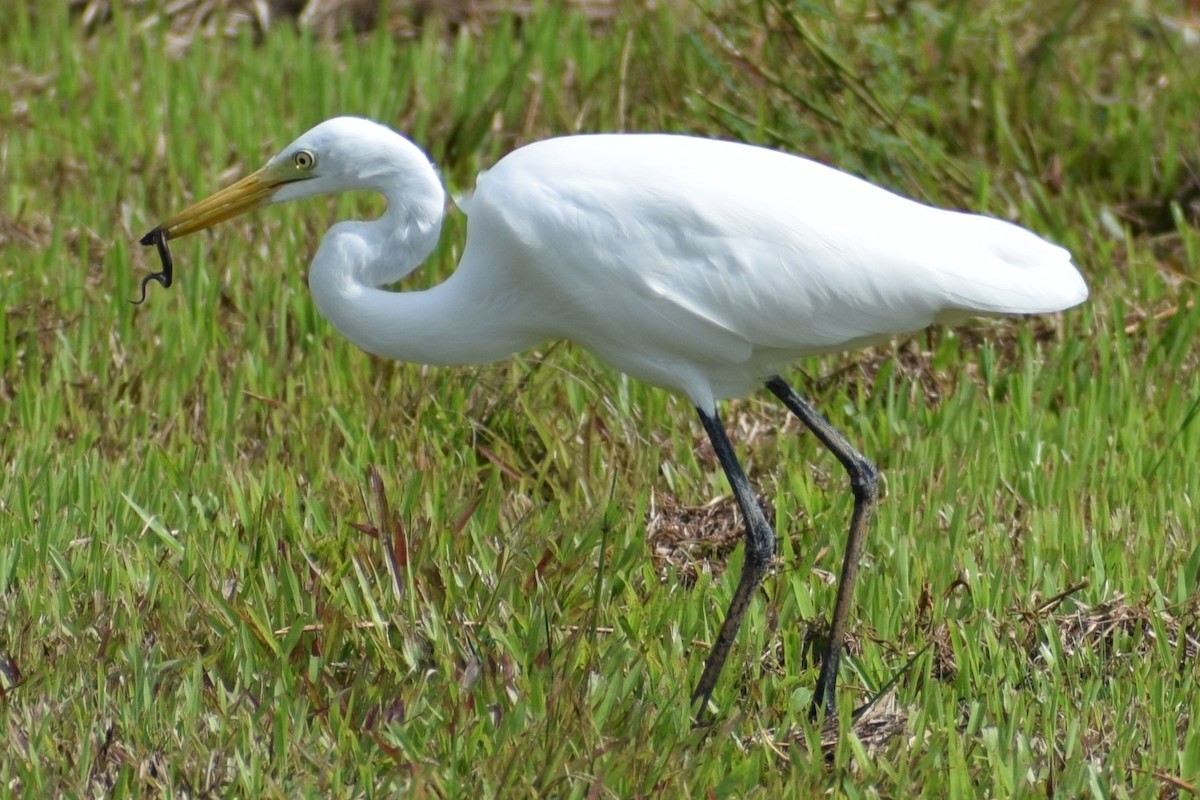 Héron intermédiaire - ML646453040