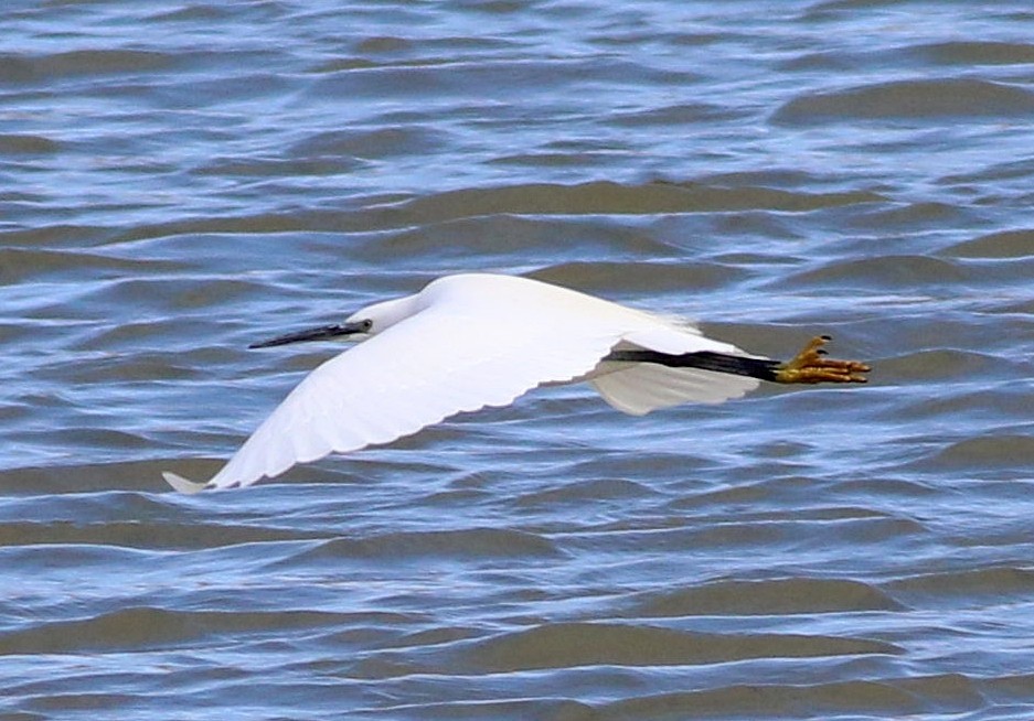 Aigrette garzette - ML646453041