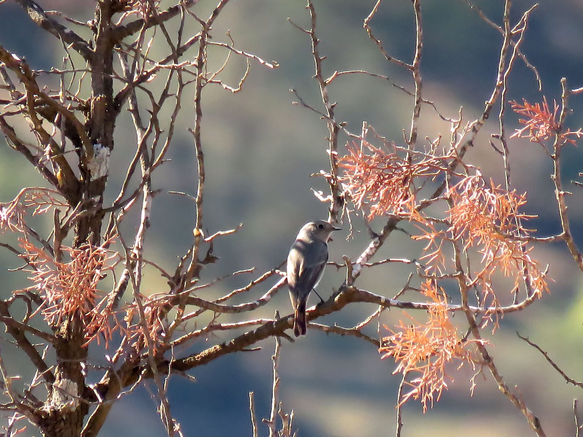 Rougequeue noir (gibraltariensis/aterrimus) - ML646453042