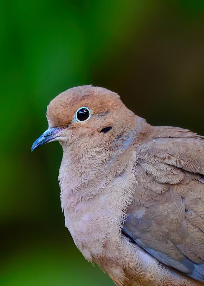 Mourning Dove - ML646453044