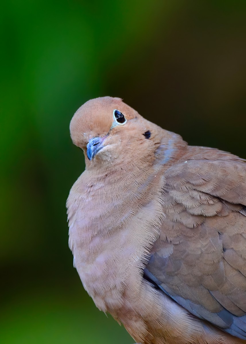 Mourning Dove - ML646453045