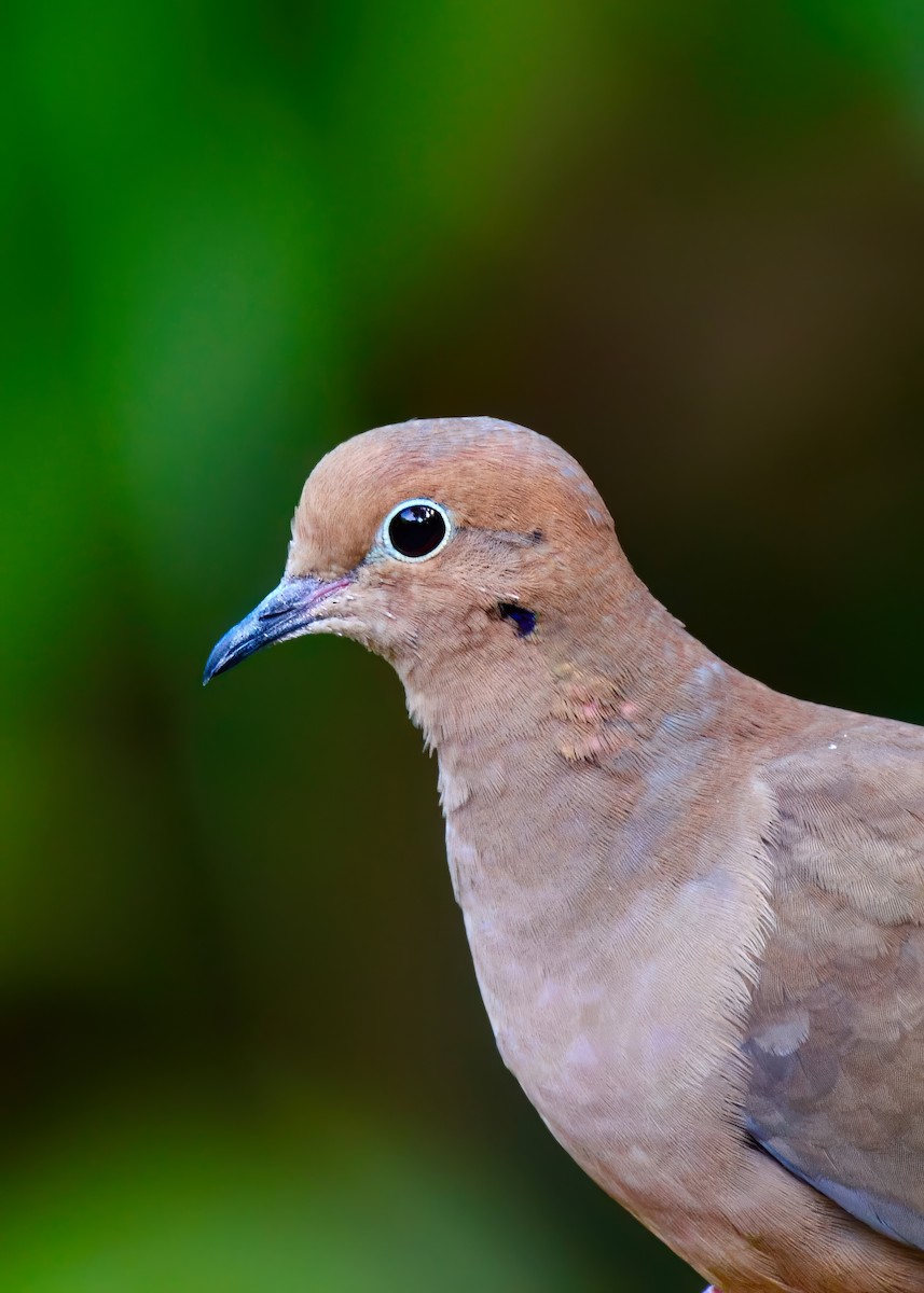 Mourning Dove - ML646453046