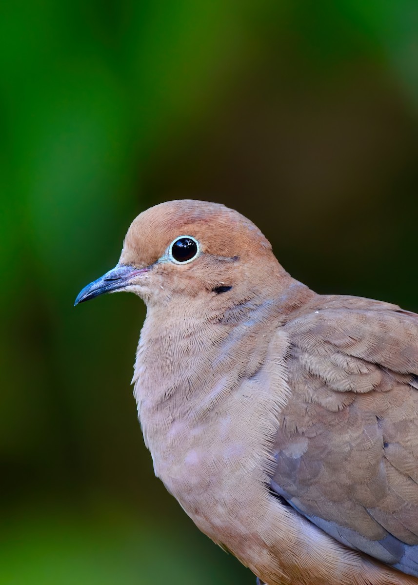 Mourning Dove - ML646453047