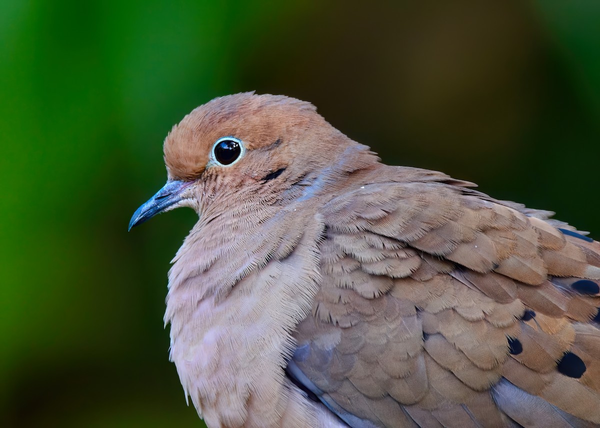 Mourning Dove - ML646453048