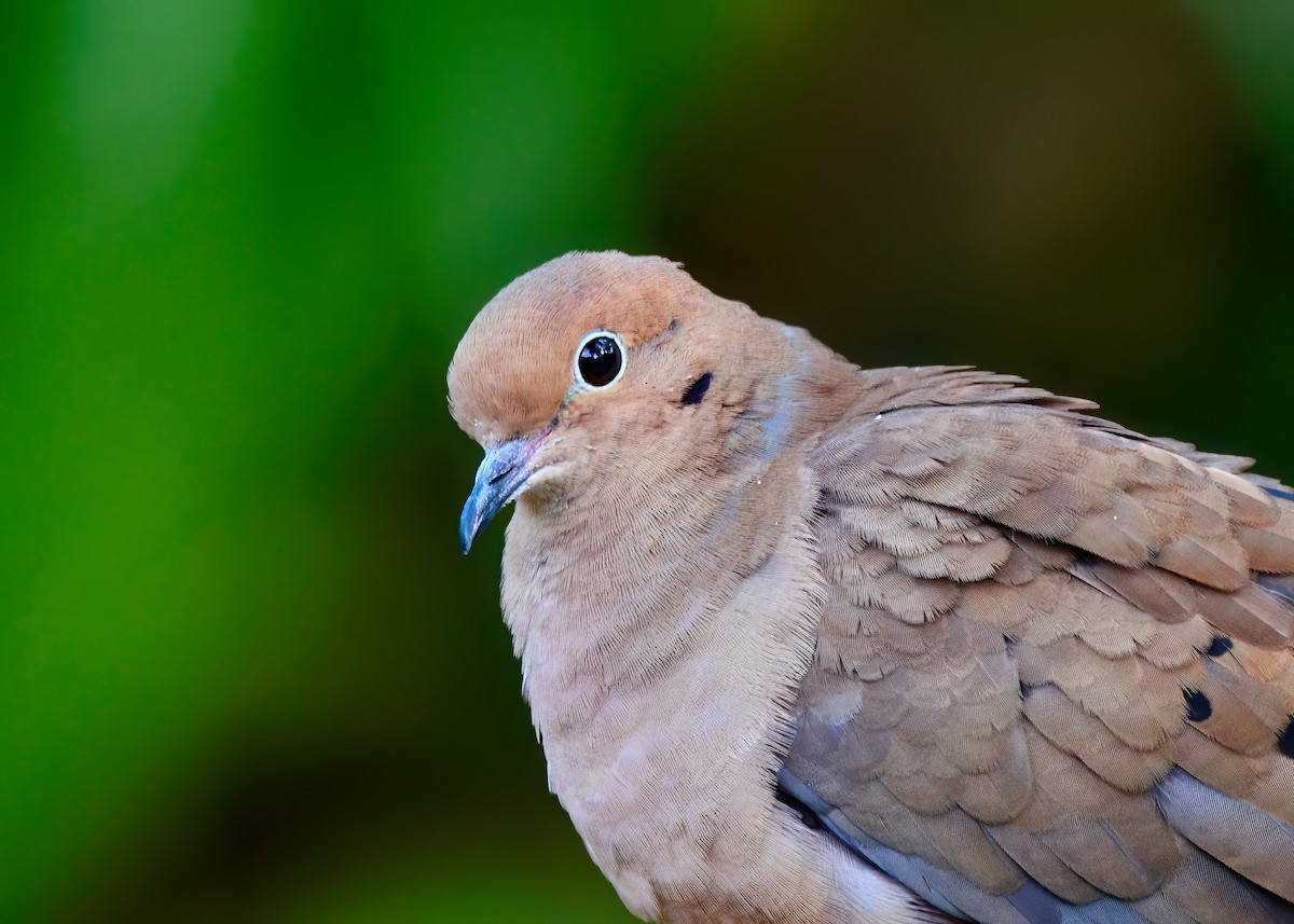 Mourning Dove - ML646453049