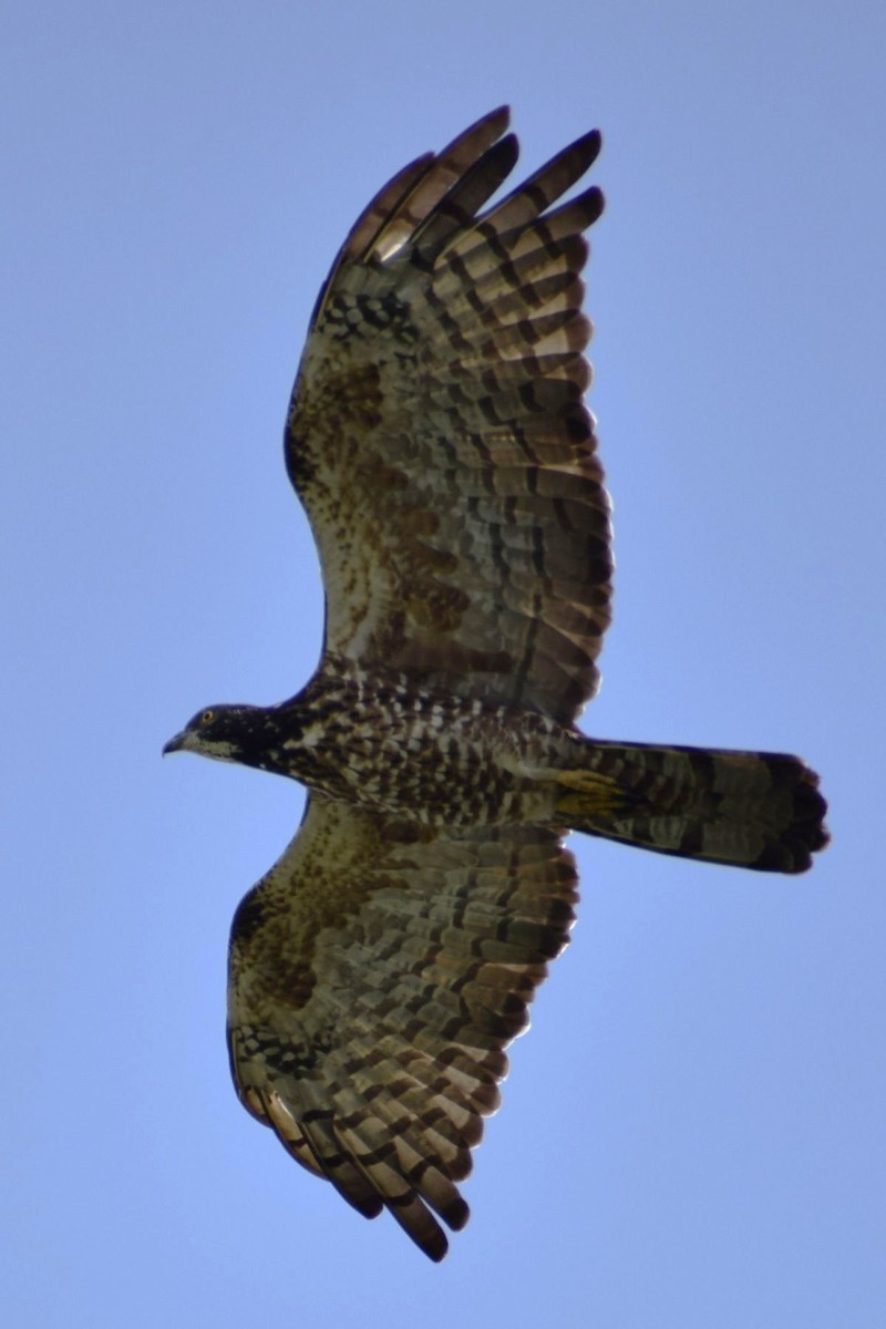 Bondrée orientale - ML646453050