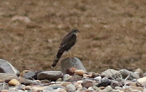 Épervier d'Europe - ML646453051