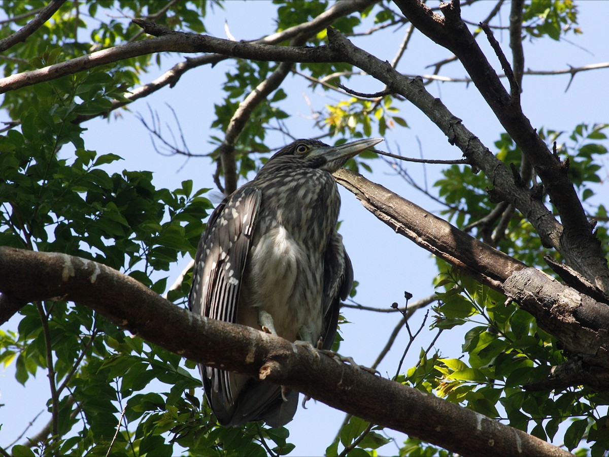 Black-crowned Night Heron - ML646453053