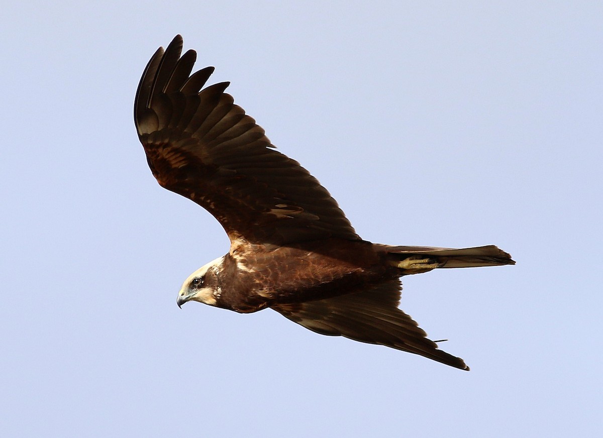 moták pochop - ML646453055