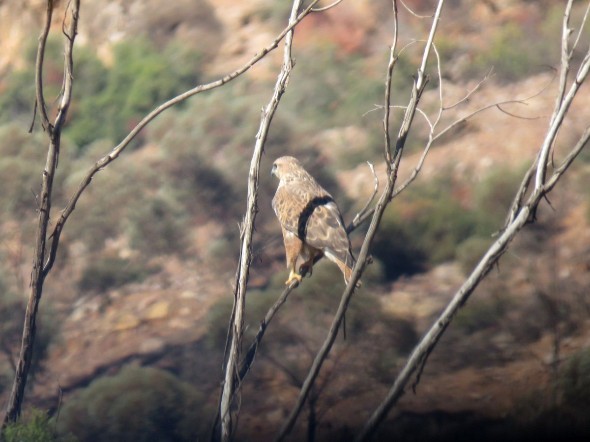 káně bělochvostá (ssp. cirtensis) - ML646453059