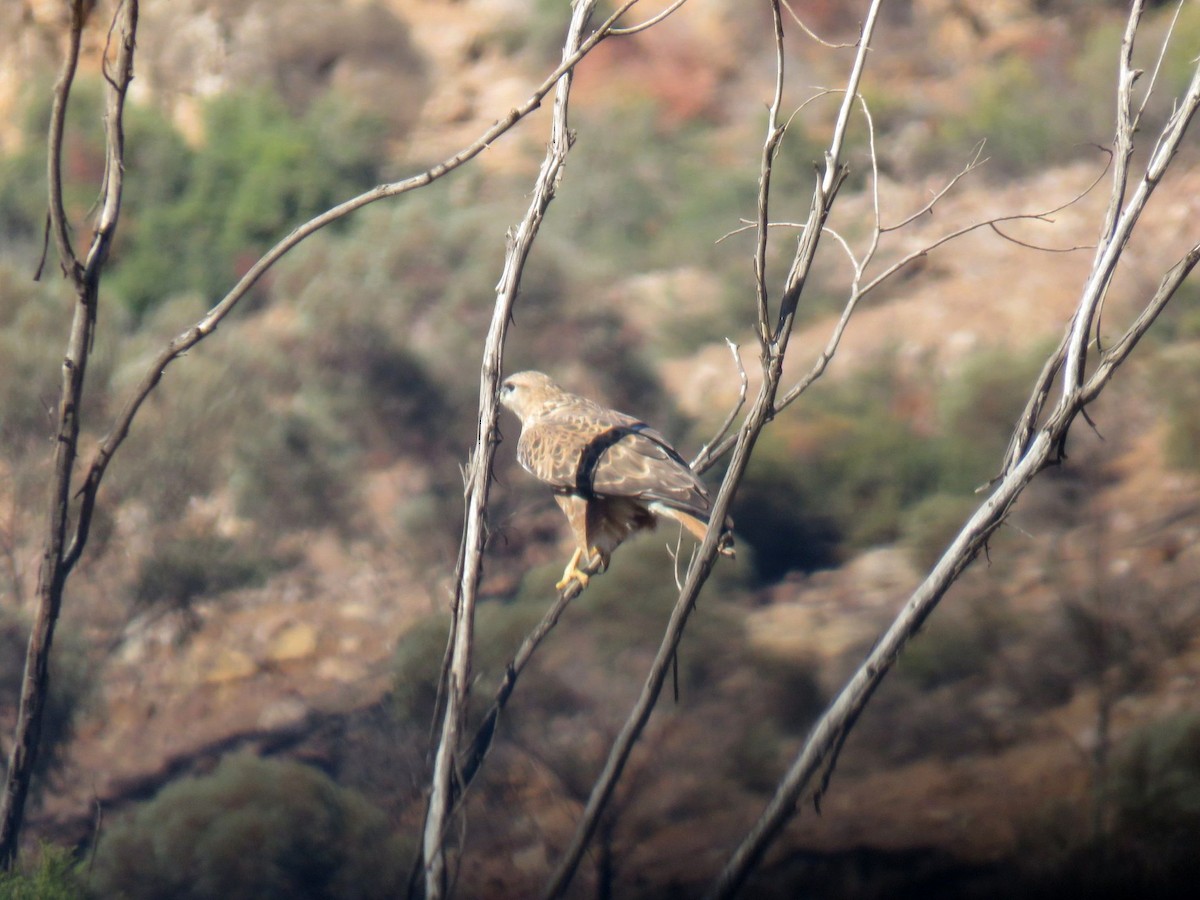 káně bělochvostá (ssp. cirtensis) - ML646453060