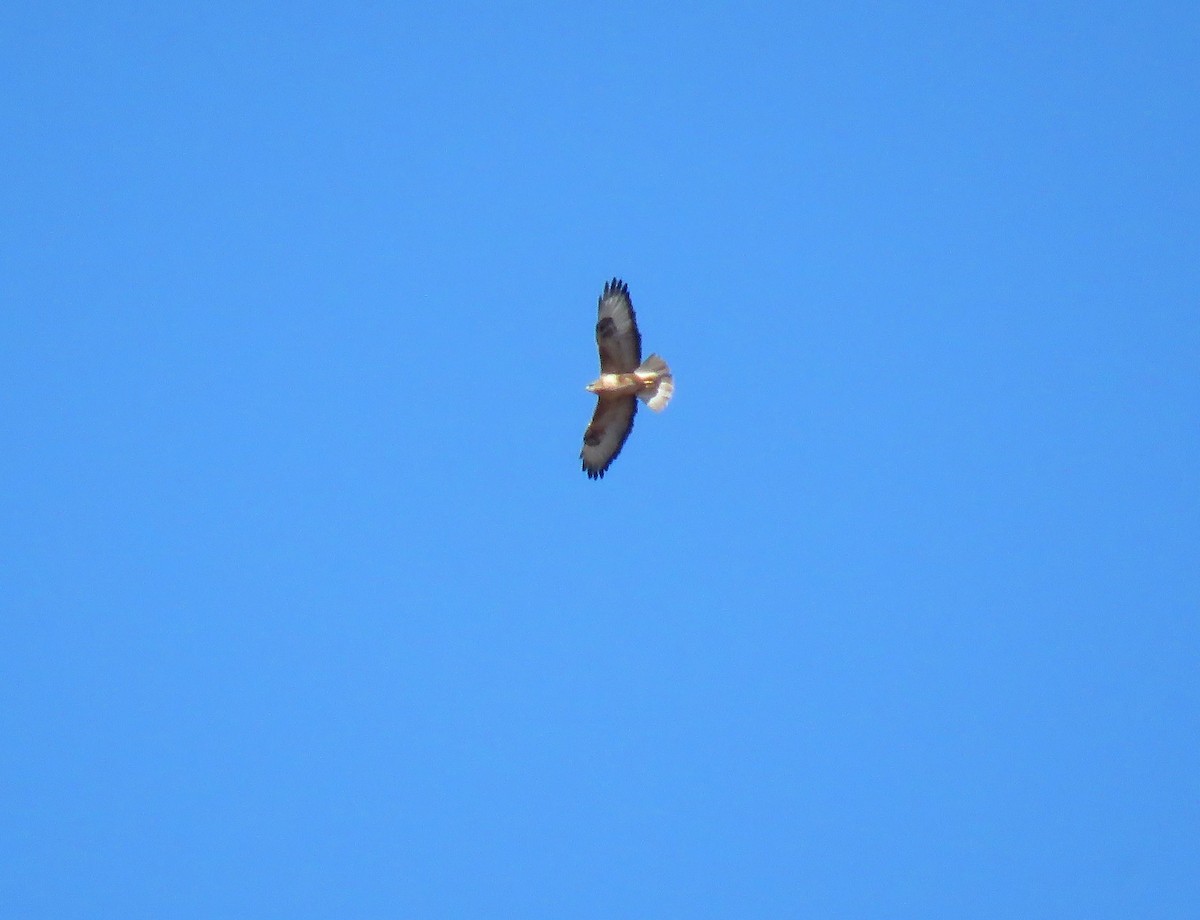 káně bělochvostá (ssp. cirtensis) - ML646453061