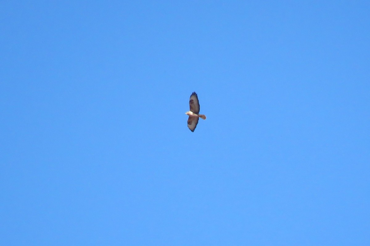 káně bělochvostá (ssp. cirtensis) - ML646453063