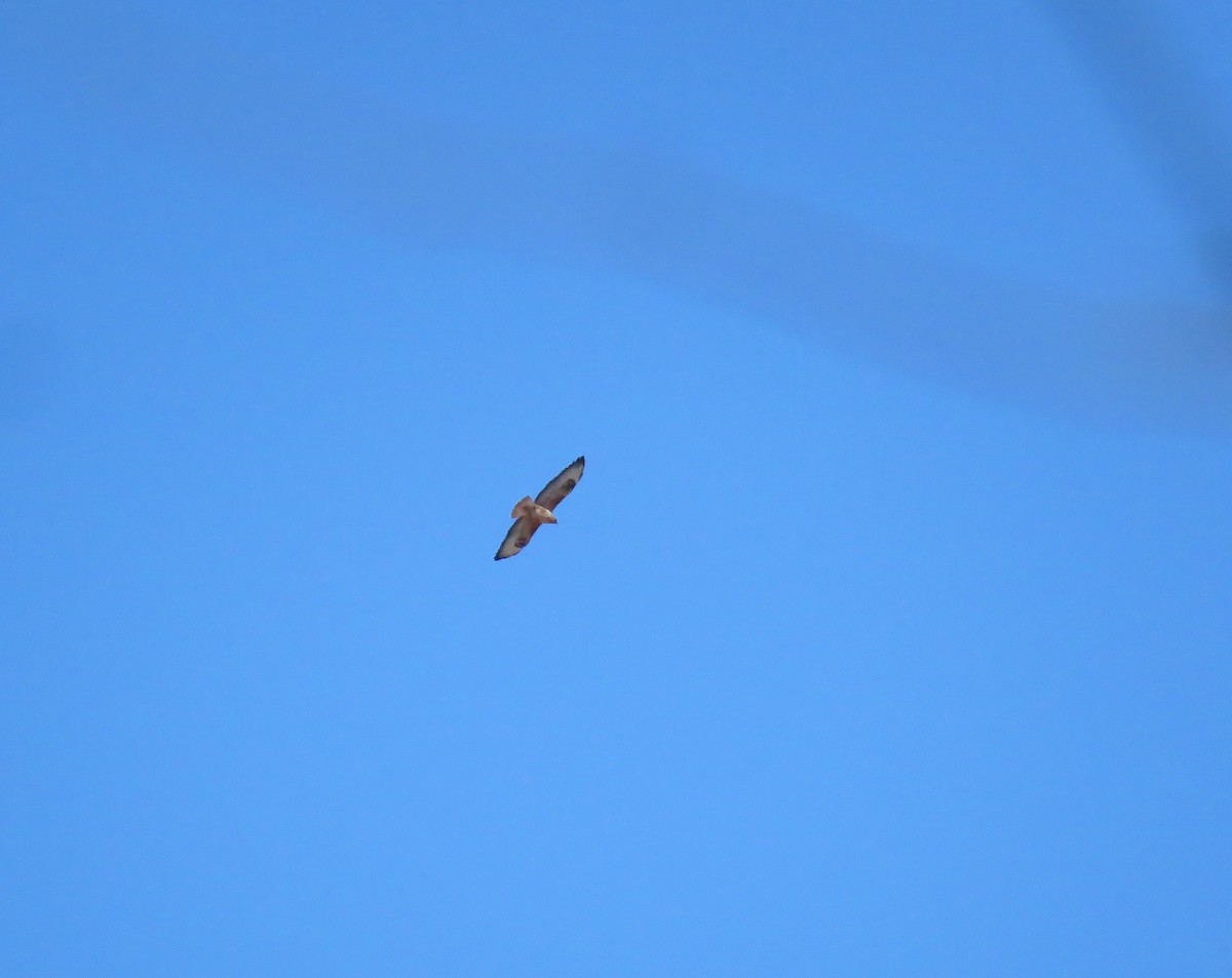 káně bělochvostá (ssp. cirtensis) - ML646453064