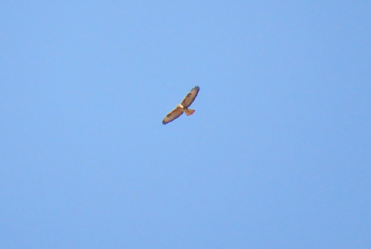 káně bělochvostá (ssp. cirtensis) - ML646453065