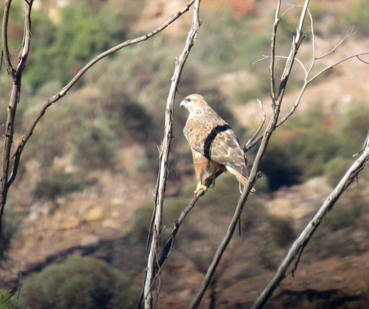 káně bělochvostá (ssp. cirtensis) - ML646453066