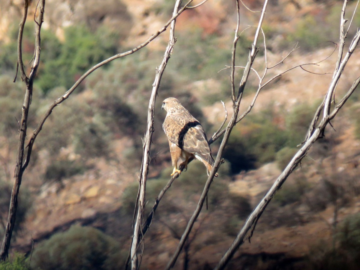 káně bělochvostá (ssp. cirtensis) - ML646453067