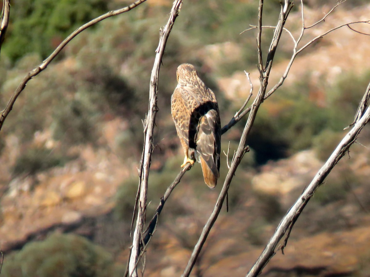 káně bělochvostá (ssp. cirtensis) - ML646453068