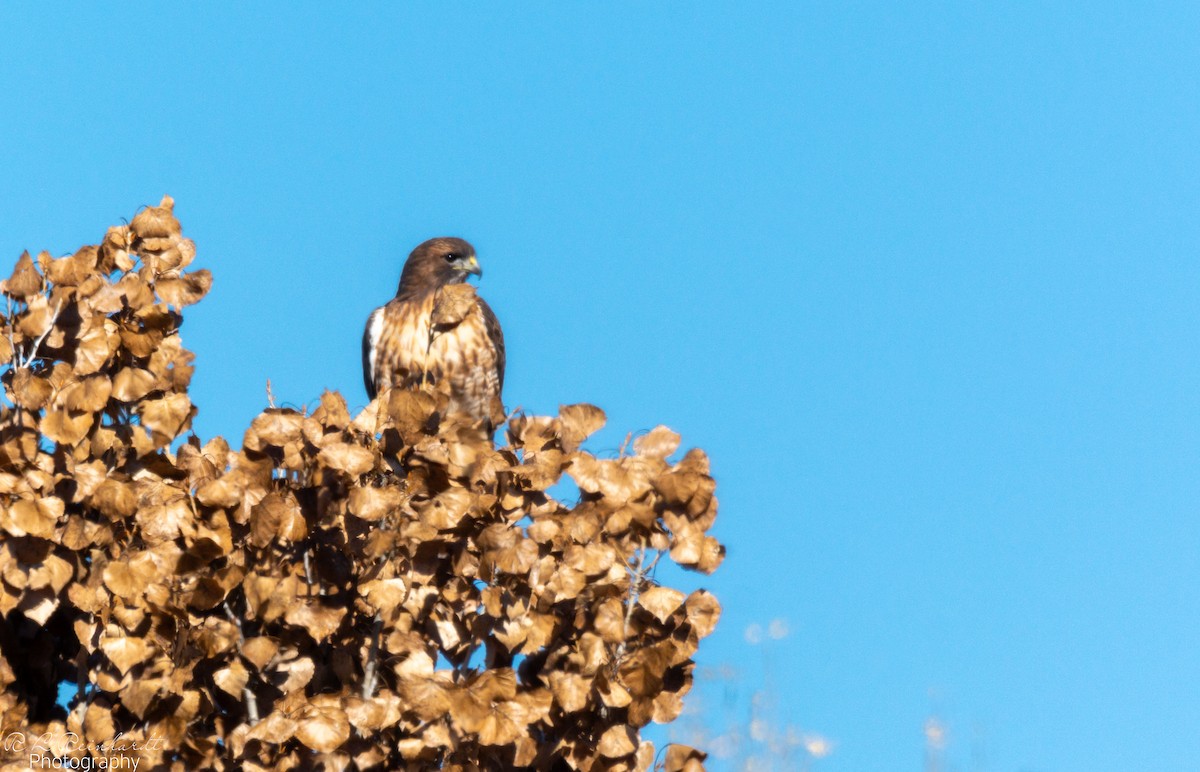 Red-tailed Hawk - ML646453071