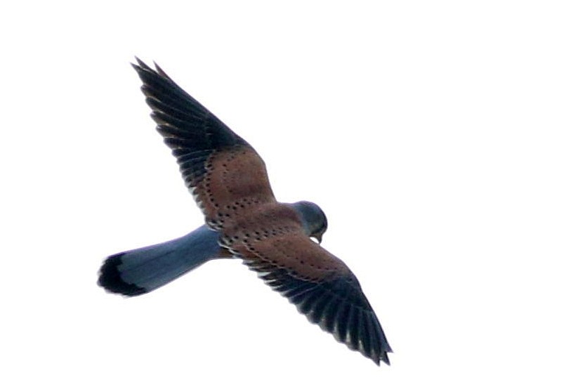 poštolka obecná - ML646453072