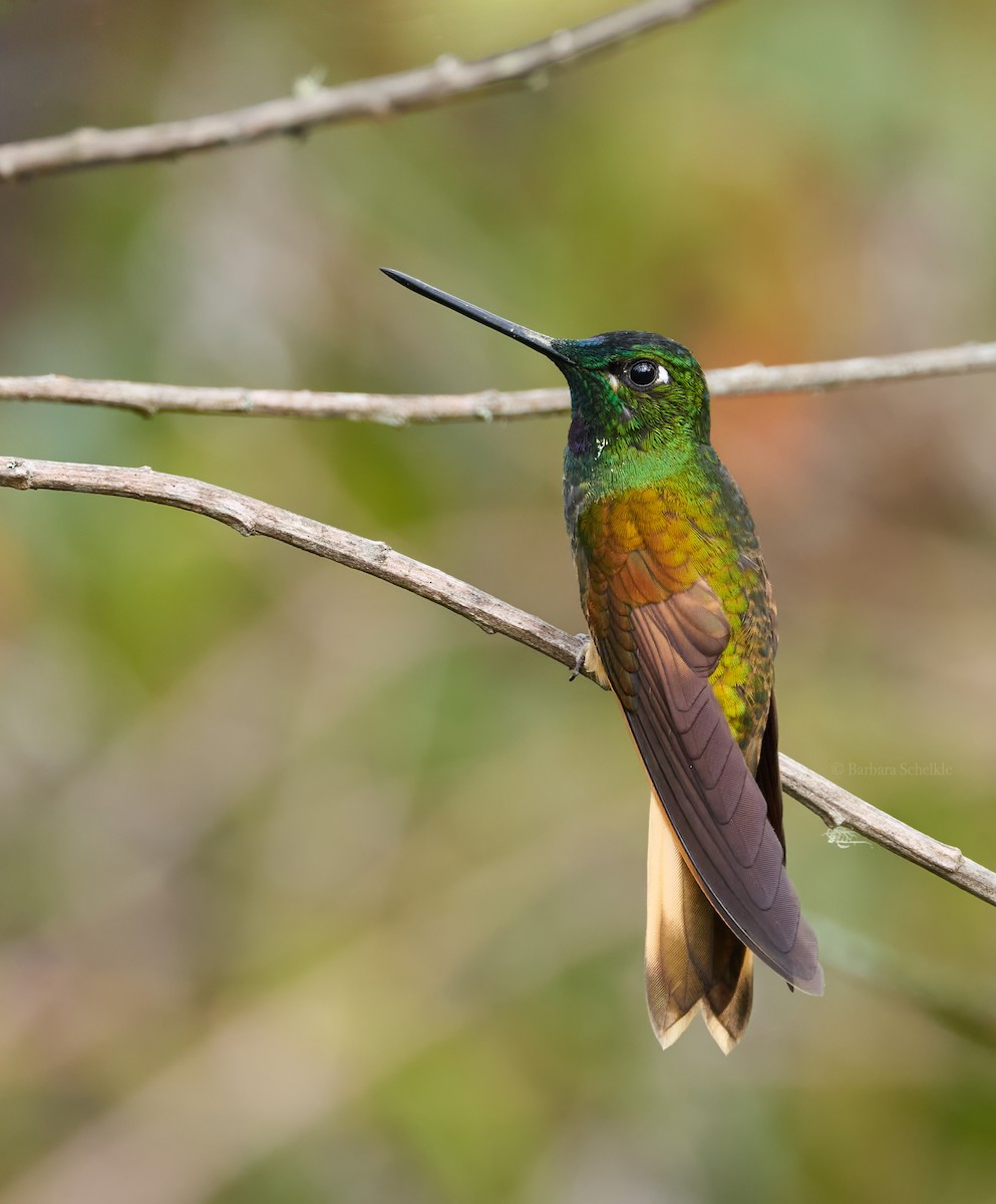 Violet-throated Starfrontlet (Cuzco) - ML646453075