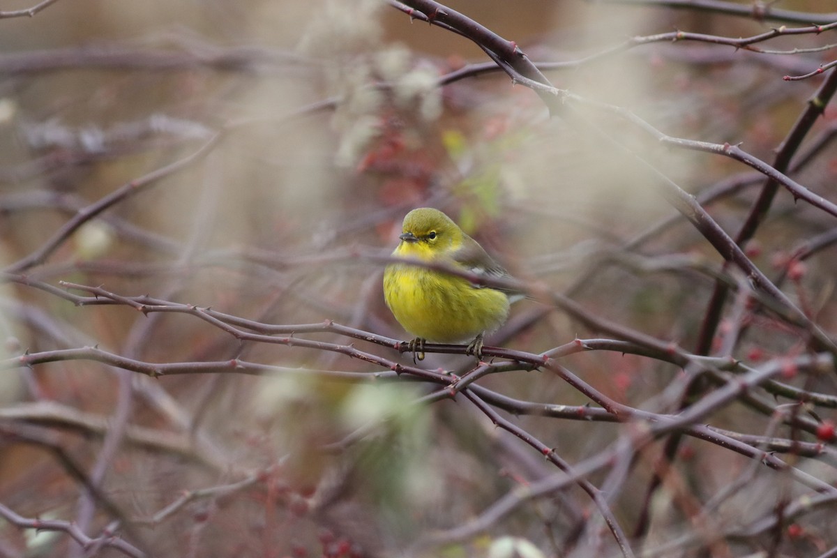 Pine Warbler - ML646453076